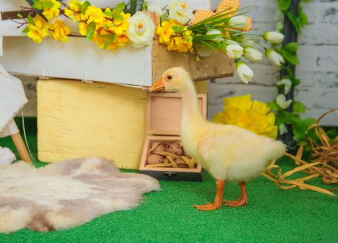 One baby gosling in Easter studio decoration