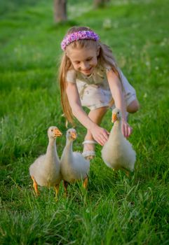 Happy girl catching three ducklings among grass, ducks in focus