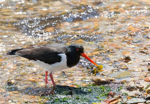 Oystercatcher in shallow water on seashore.