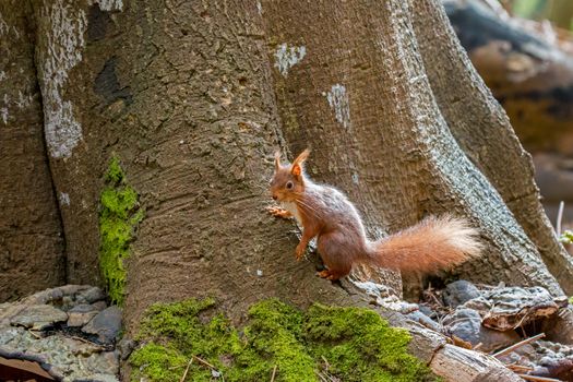 Red Squirrel on base of tree on Brownsea Island.