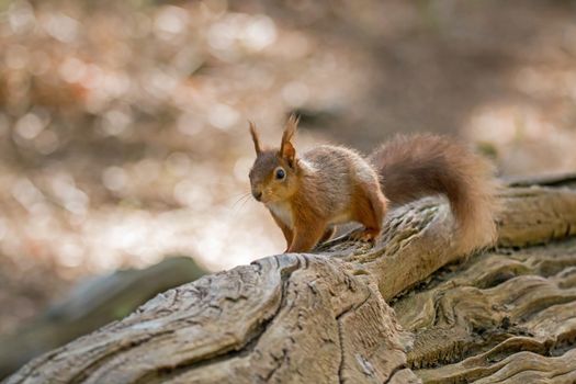 Red Squirrel on fallen tree on Brownsea Island.