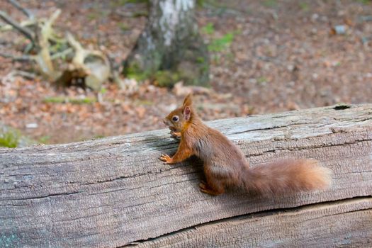 Red Squirrel with hazelnut on Brownsea Island.