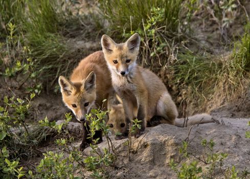 Fox Kits at Play den in Saskatchewan Canada