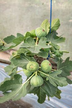 Fresh Figs fruit  hanging on the branch of tree