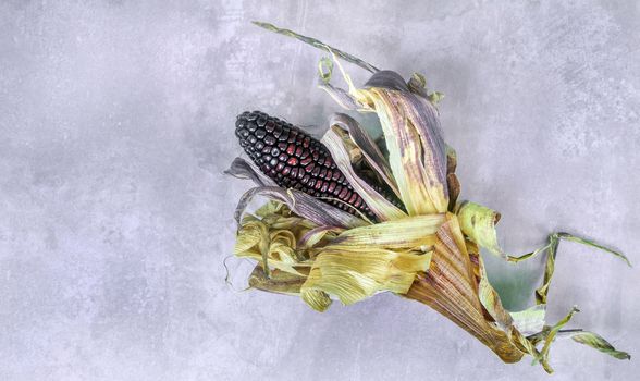 fresh organic purple corn cob with  leaves on a cement background with copy space