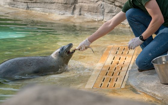 The Zookeeper is feeding the seal with fish, "Lecornelle" zoo at sunny day.