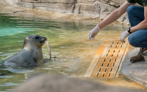 The Zookeeper is feeding the seal with fish, "Lecornelle" zoo at sunny day.