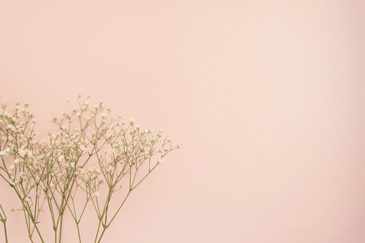 Simple white flower of roses on punchy pink background. Copy space, floral frame. Wedding, gift card, valentine's day or mothers day background.