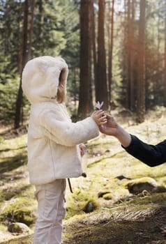 Father gives a flower crocus to his little girl. Father and daughter on a mountain walk, pine forest with wildflowers.
