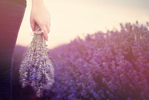  Gathering a bouquet of lavender. Girl hand holding a bouquet of fresh lavender in lavender field. Sun, sun haze, glare. Purple tinting 