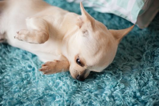 White chihuahua dog lying on a turquoise blue carpet, at home