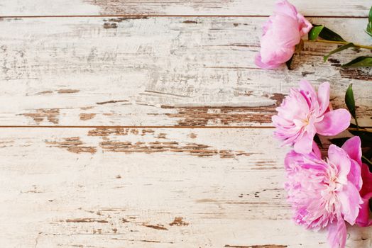 Stunning pink peonies on white light rustic wooden background. Copy space, floral frame. Vintage, haze looking.  Wedding, gift card, valentine's day or mothers day background