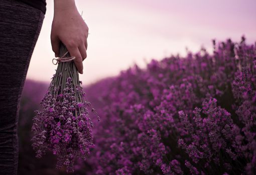 Gathering a bouquet of lavender. Girl hand holding a bouquet of fresh lavender in lavender field. Sun, sun haze, glare. Purple tinting