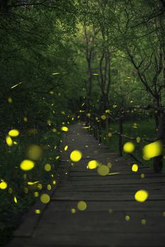 Fireflies in a fairy forest. Wooden bridge in a forest. Bulgaria