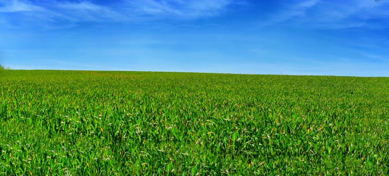Panorama of a wheat field against blue sky.