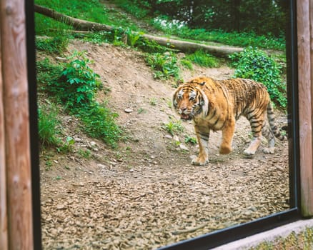 The tiger is behind the window and walks around.Family time at zoo.