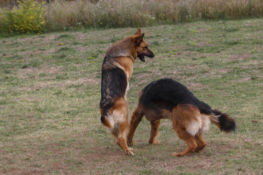 Two German shepherds are playing in the meadow.