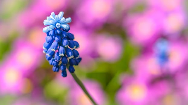 Flowering garden flowers in early spring closeup