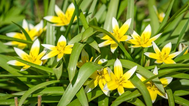 Flowering garden flowers in early spring closeup