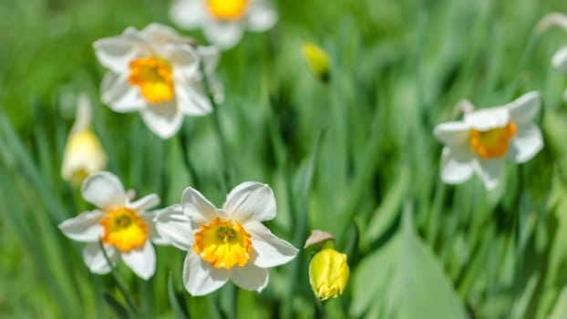 Flowering garden flowers in early spring closeup