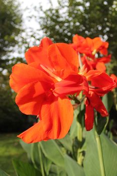 red tropical flower