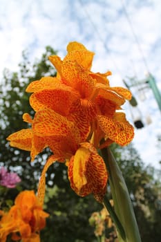 yellow tropical flower