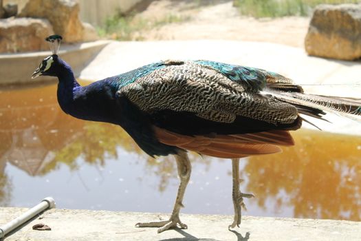 peacock with wings closed at the edge of the pond