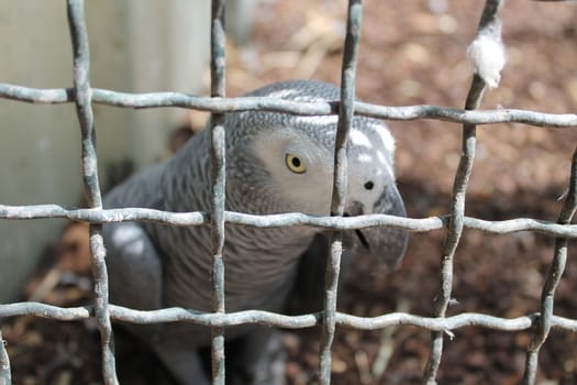 Gray parrot