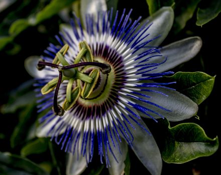 Blue passionflower flower macro