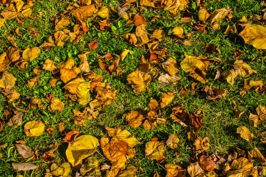 The arrival of autumn dry leaves on a lawn