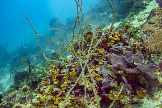 close up of a multi arms row pore rope sponge