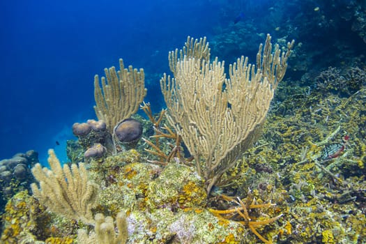 Multi branch coral in a reef