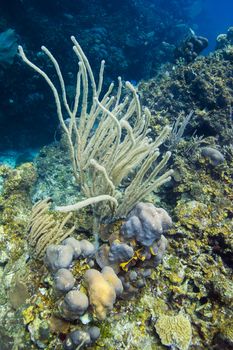 Living coral reef in the caribbean sea