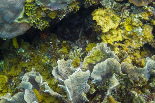 Lactophrys bicaudalis swimming in a crevace