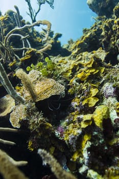 view of a coral reef to the surface