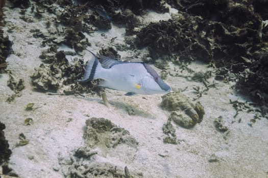 Mature lachnolaimus maximus swimming in a free