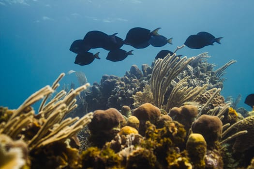 small school of acanthurus coeruleus swimming over a reef