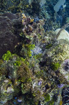 Small condylactis gigantea hidden between coral reef rock