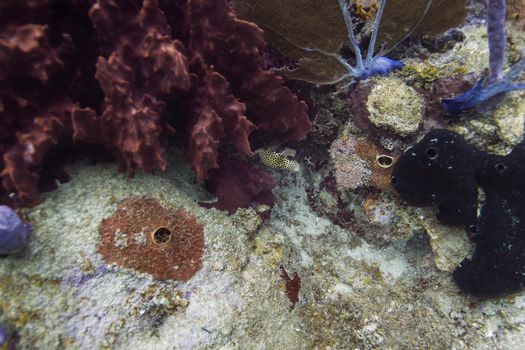 Lactophrys bicaudalis swimming in a crevace