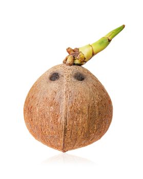 Coconut isolated on white background, save clipping path.