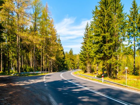 Asphalt road in the green coniferous forest on sunny summer day.