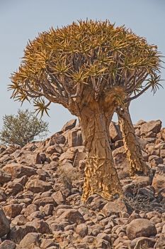 Aloidendron dichotomum, the Quiver Tree. in Soutern Namibia 6