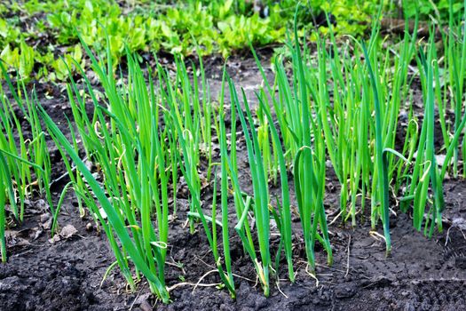 Shoots of green onions leek on the plot in the spring afternoon.