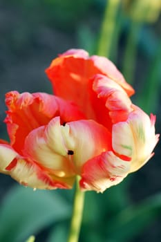 A Dutch parrot tulip in the garden