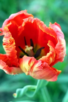 A Dutch parrot tulip in the garden close up