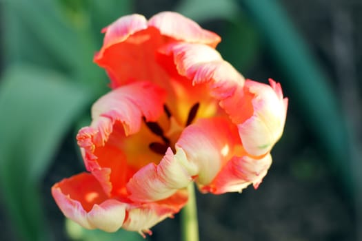A Dutch parrot tulip in the garden macro