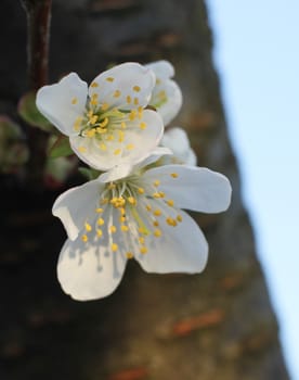 Lovely White cherry flowers in spring in the garden macro
