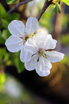 Tiny White apple flowers in spring in the garden macro