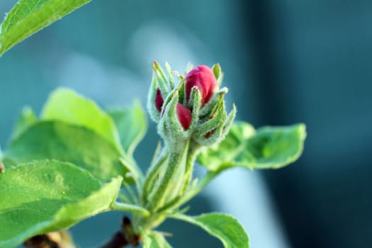 Tiny Red Apple Tree Bud in Spring in the garden