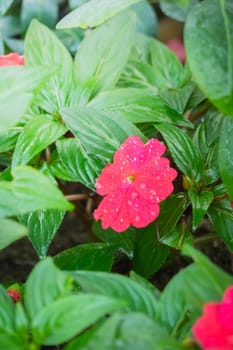 The background image of the colorful flowers, background nature